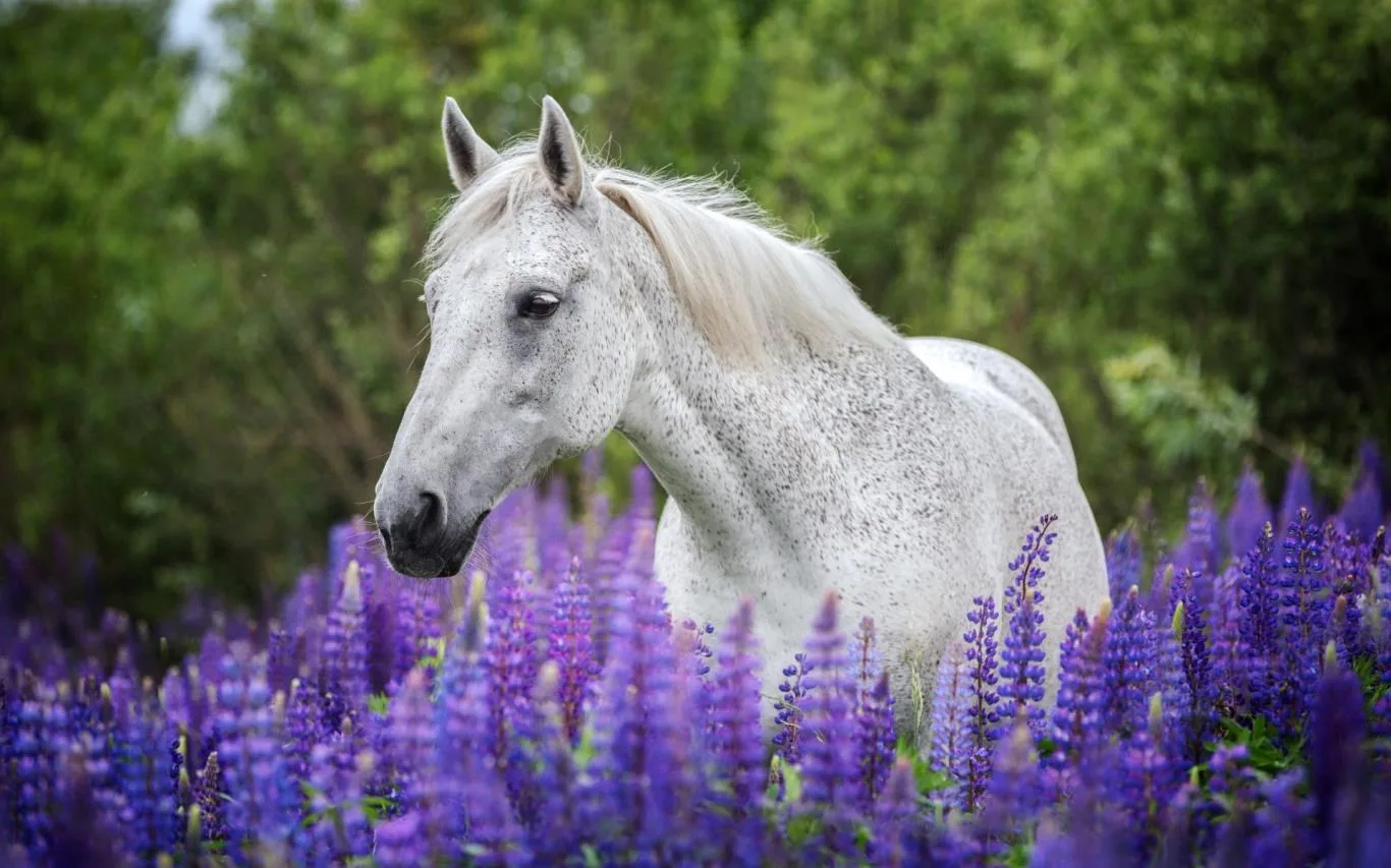 Springtime Animals screenshot 4