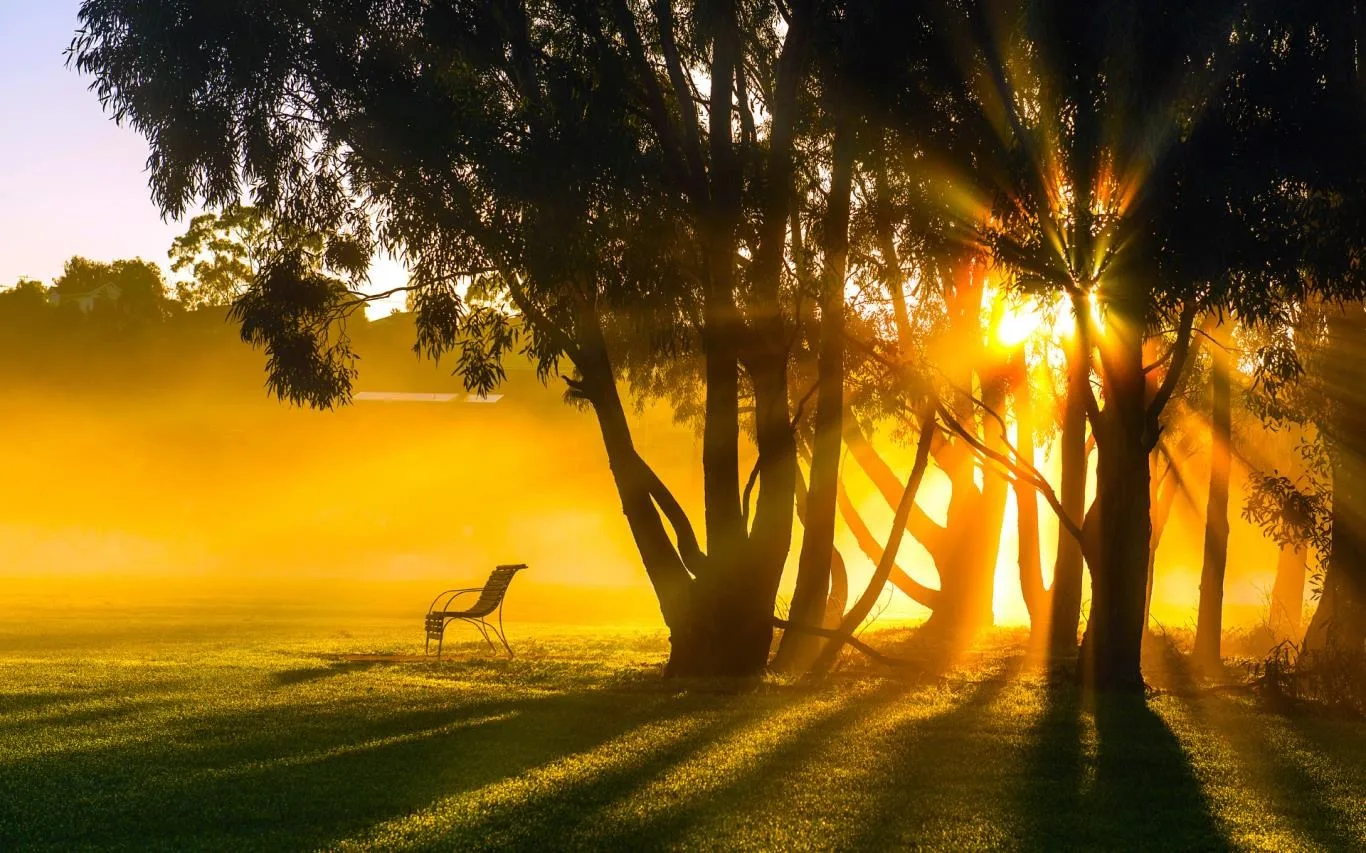 Out on a Limb screenshot 2