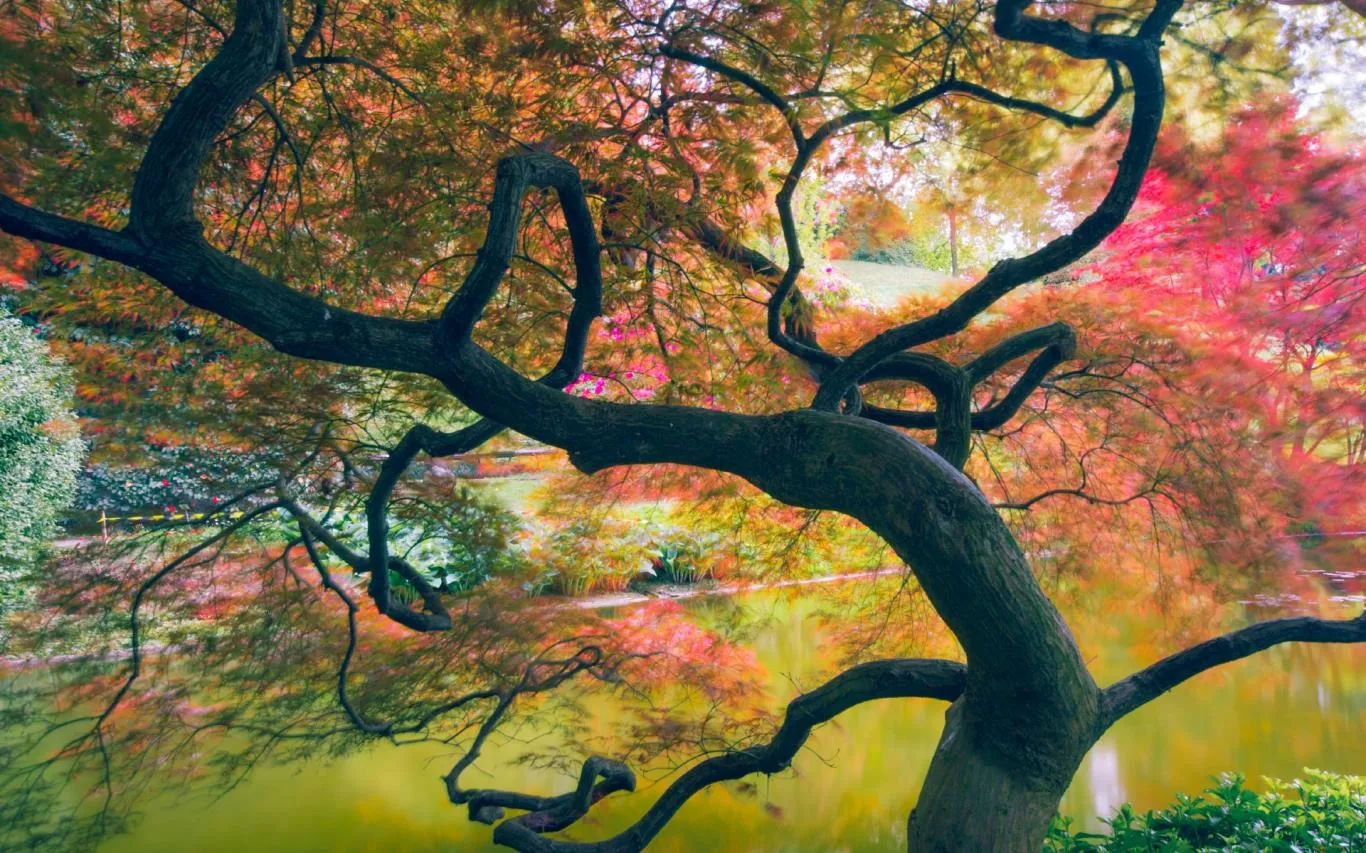 Out on a Limb screenshot 3
