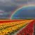Fields of Flowers