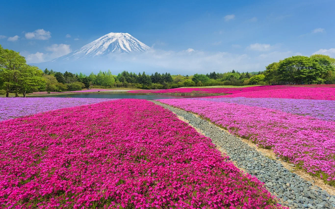 Fields of Flowers screenshot 1