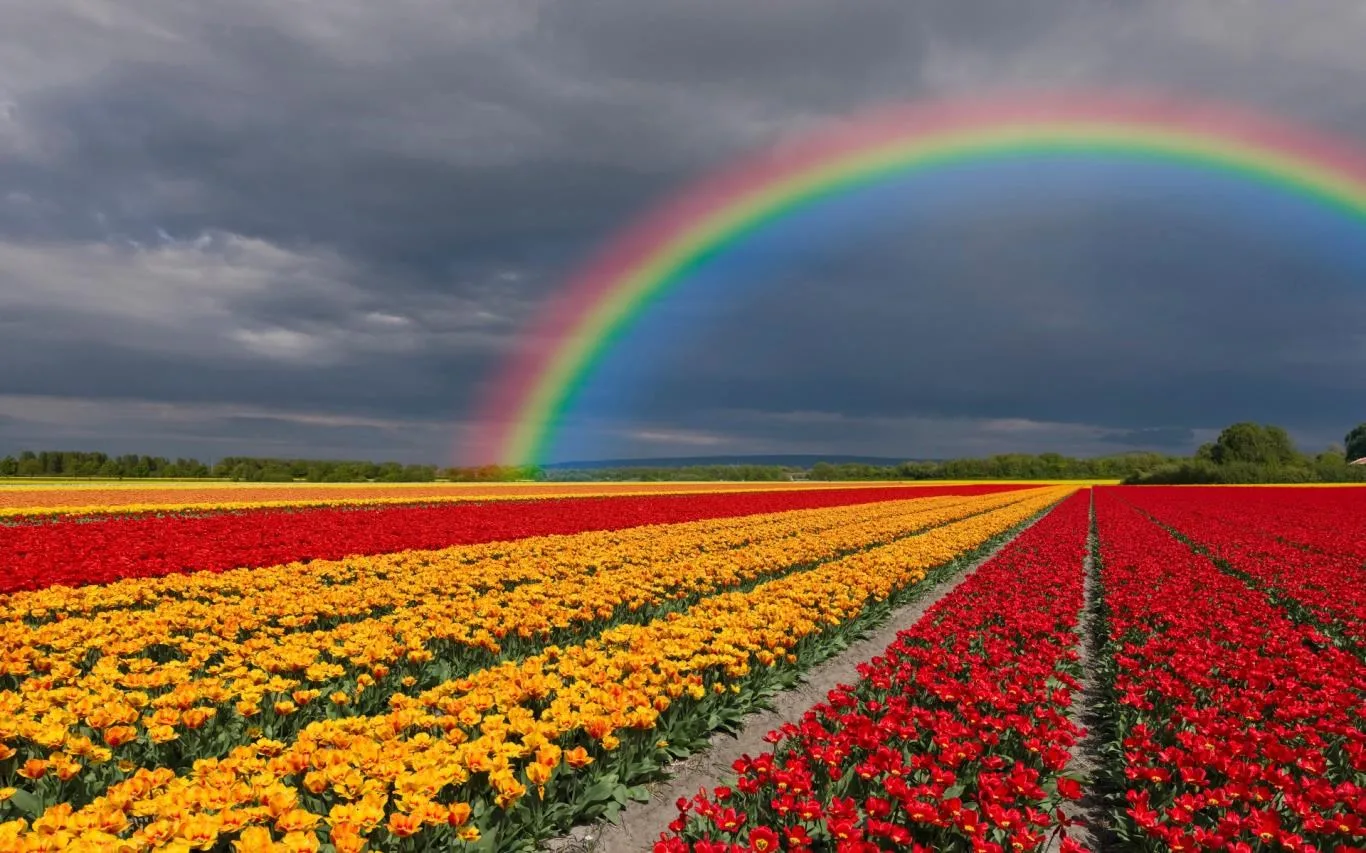 Fields of Flowers screenshot 2