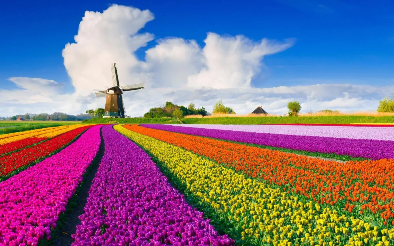 Fields of Flowers screenshot 3