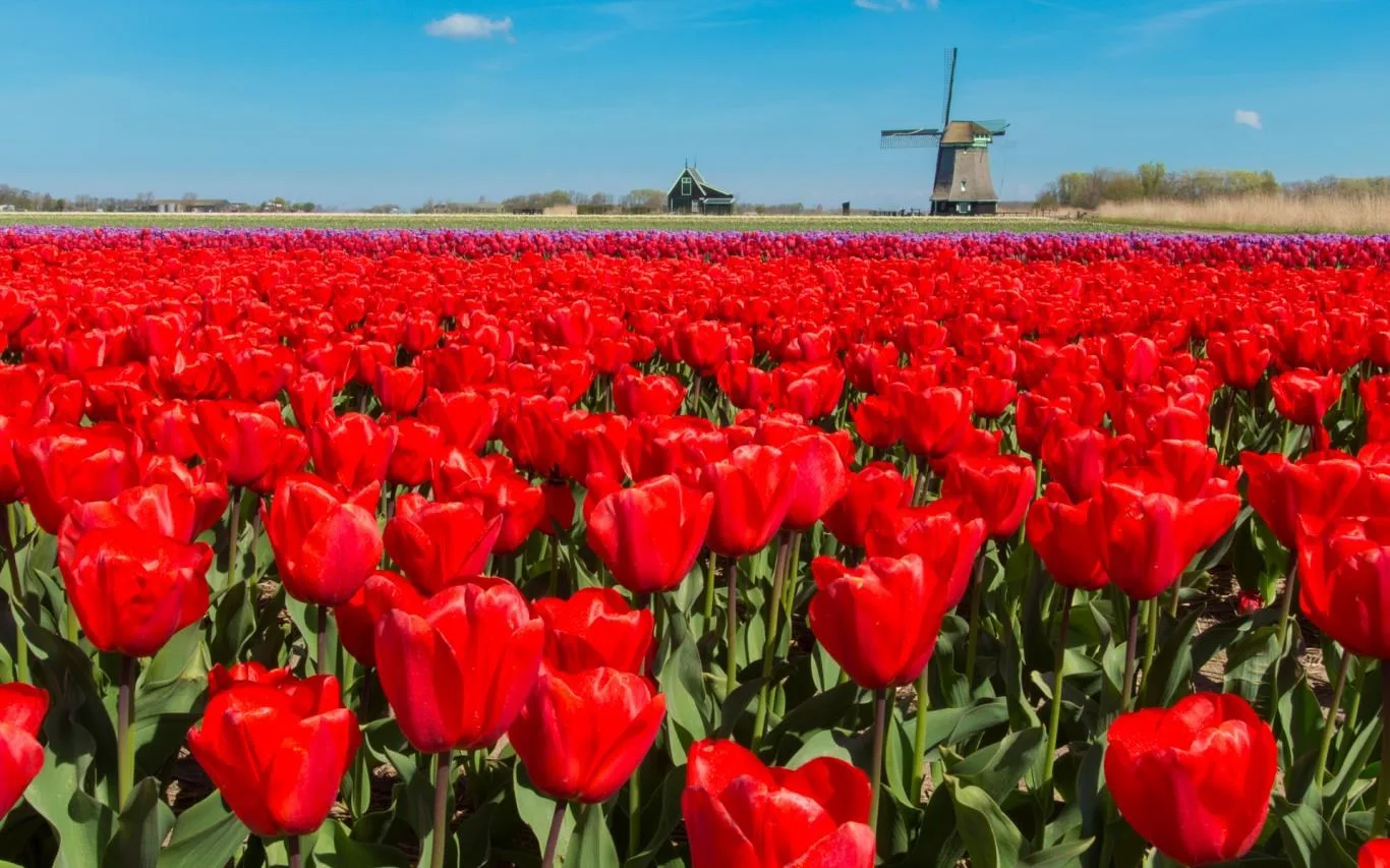 Fields of Flowers screenshot 4