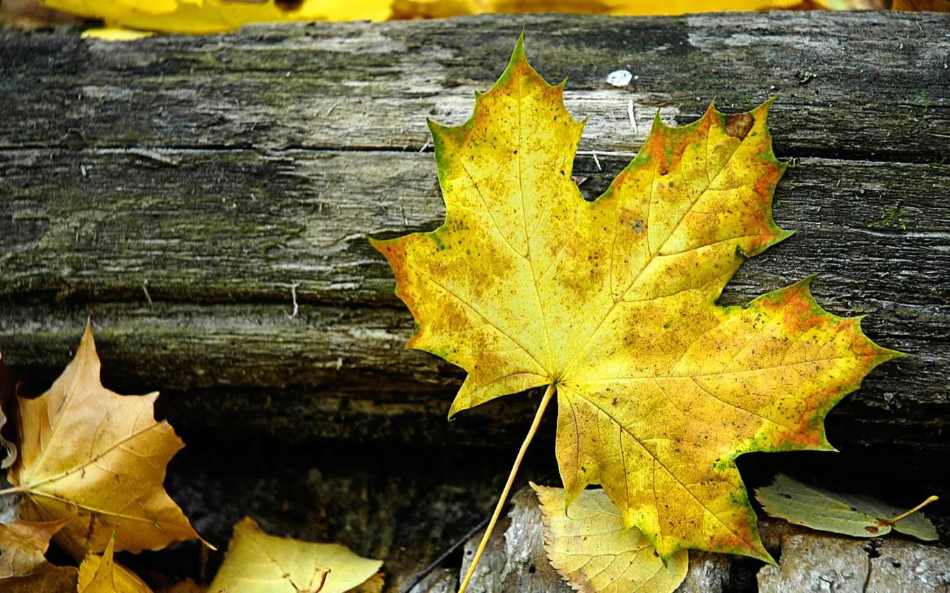 Czech Autumn screenshot 2