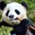 Panda Bears
