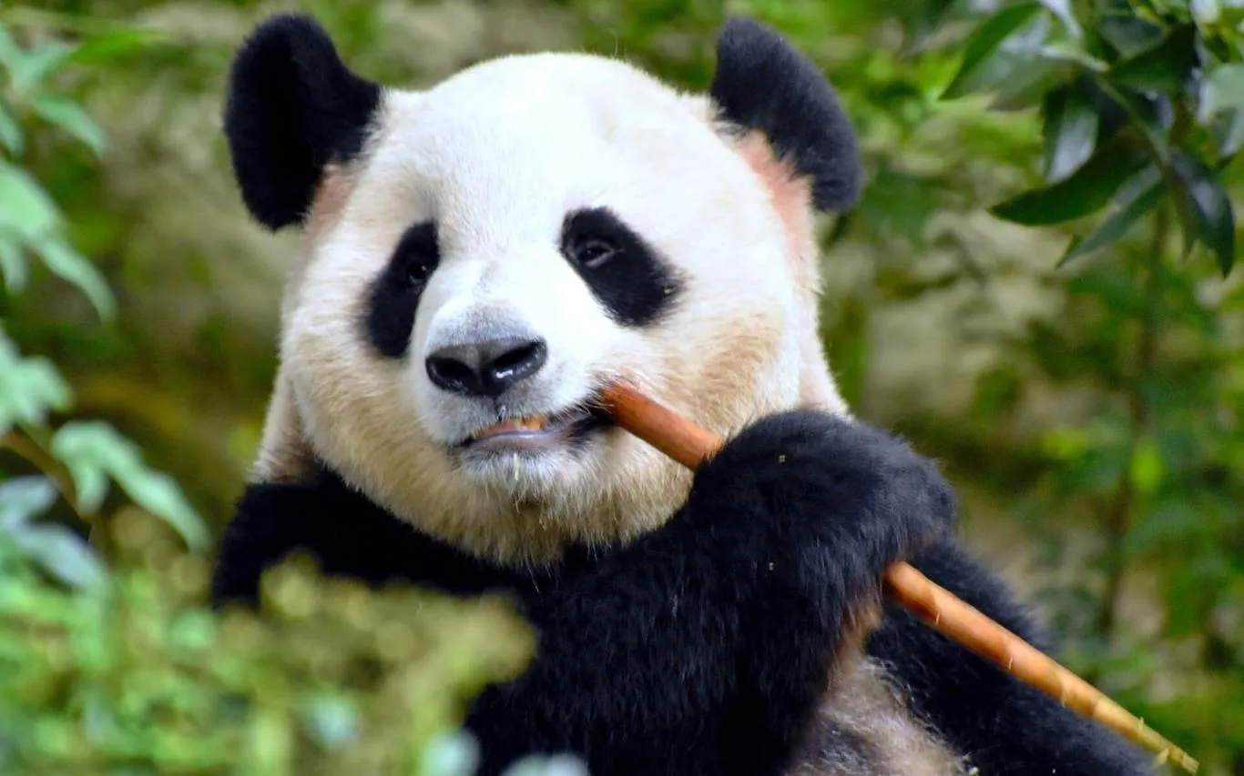 Panda Bears screenshot 1