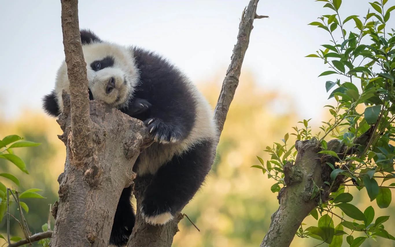 Panda Bears screenshot 2
