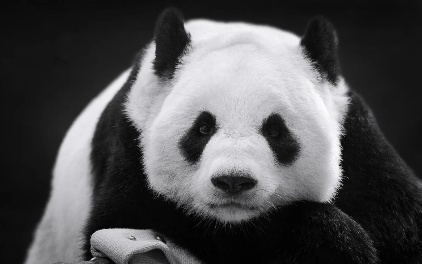 Panda Bears screenshot 4