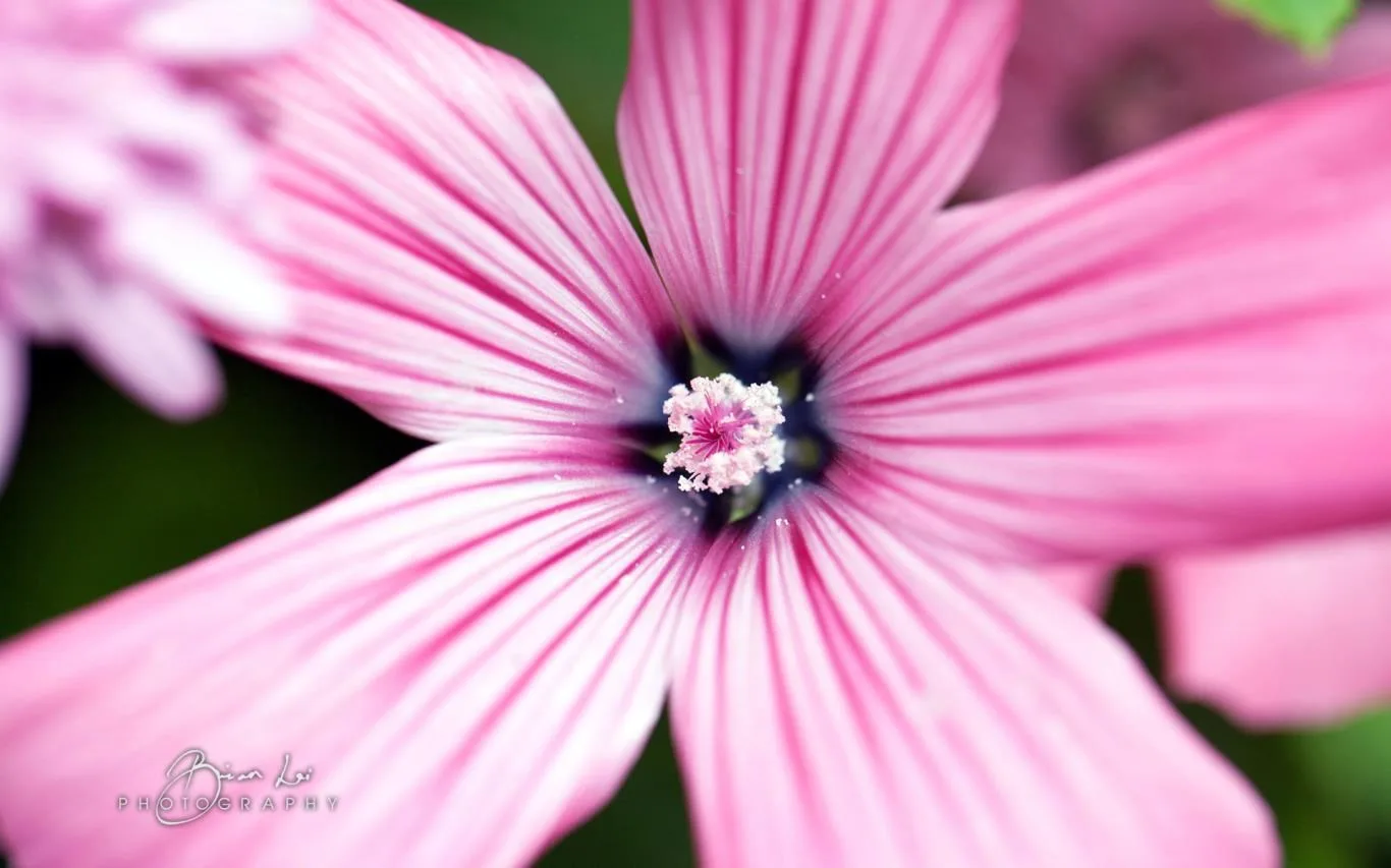 Natural Grace by Brian Lai screenshot 2