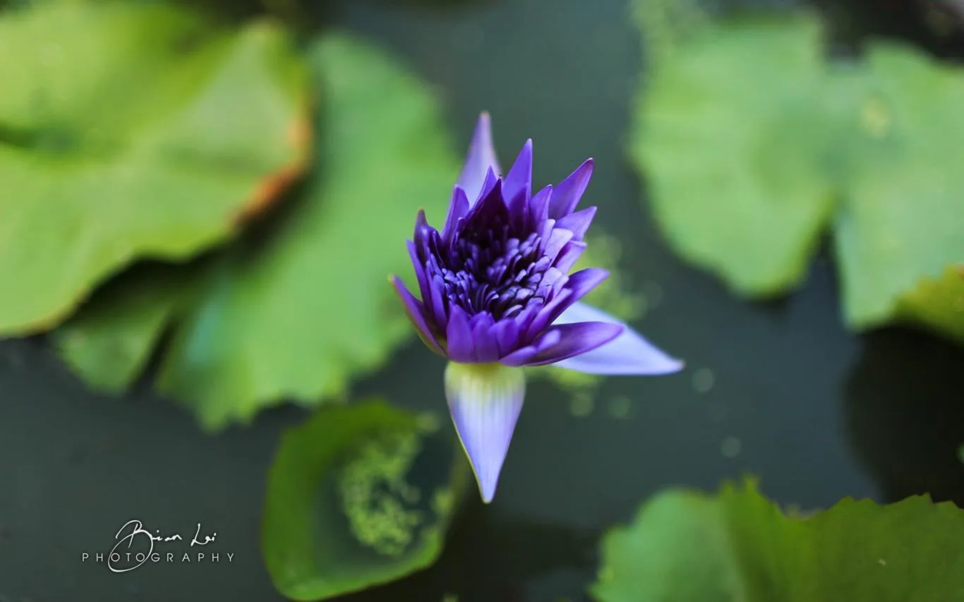 Natural Grace by Brian Lai screenshot 3