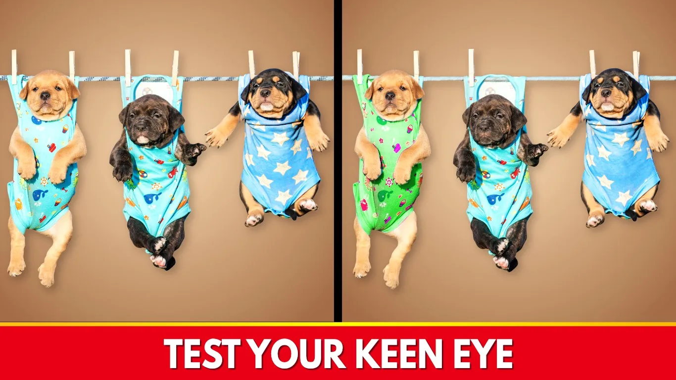 Find The Differences - Spot it screenshot 2