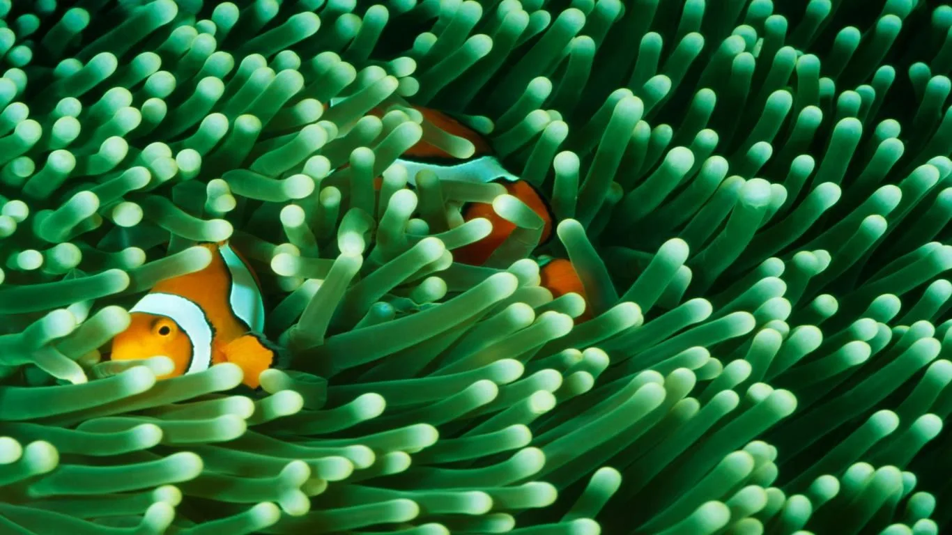 National Geographic Underwater screenshot 1