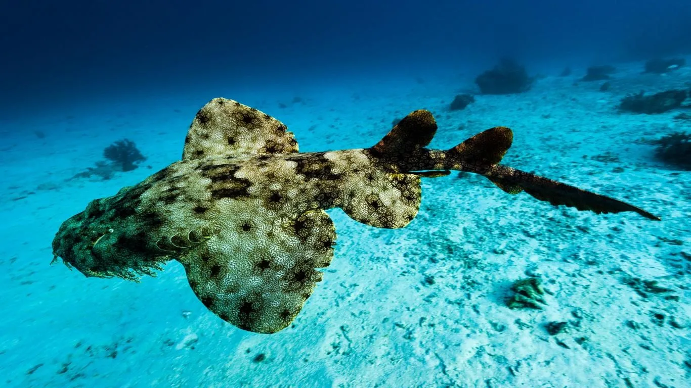 National Geographic Underwater screenshot 2