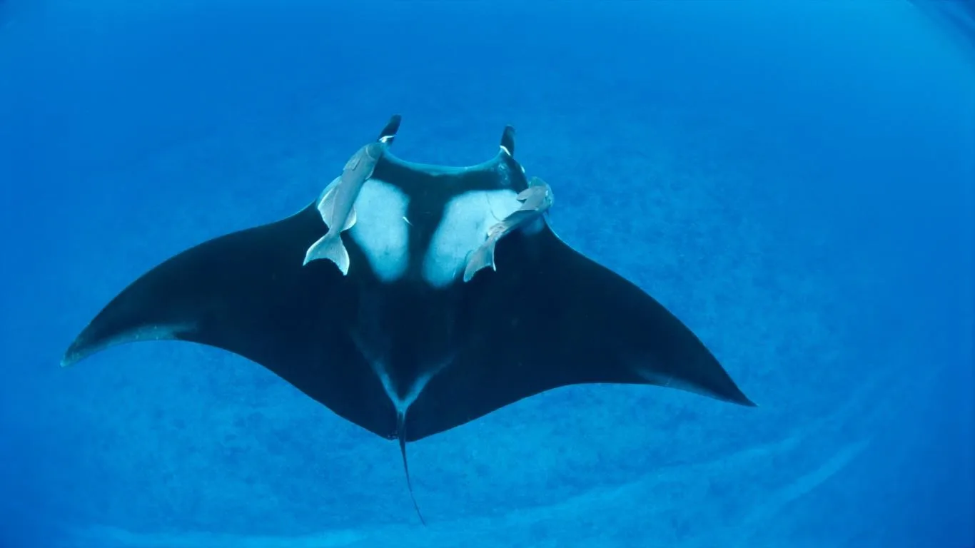 National Geographic Underwater screenshot 3