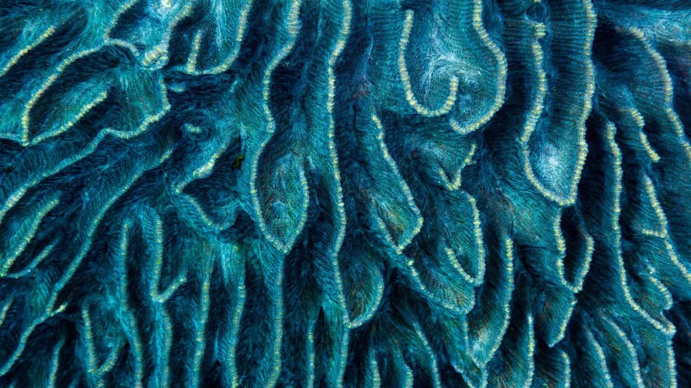 National Geographic Underwater screenshot 4