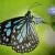 Butterflies of Nagpur by Mayur Kotlikar