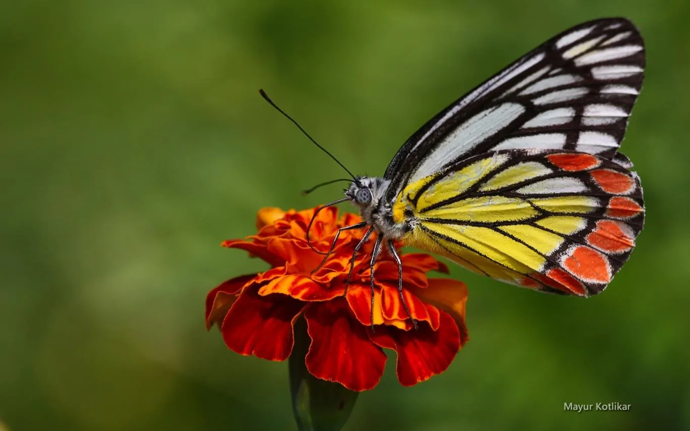 Butterflies of Nagpur by Mayur Kotlikar screenshot 1