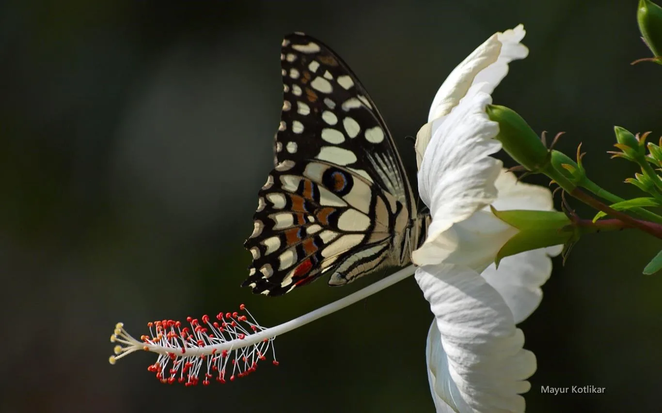 Butterflies of Nagpur by Mayur Kotlikar screenshot 2