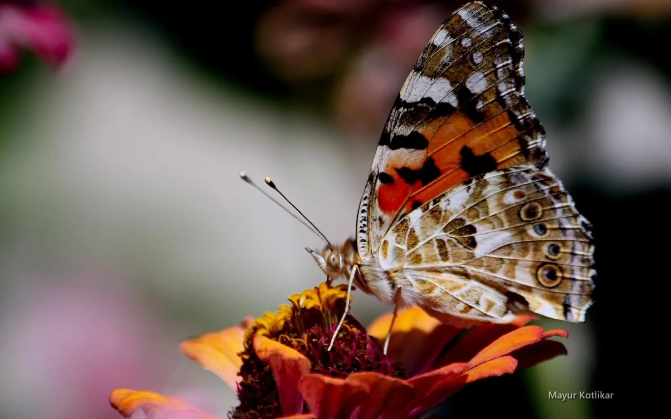 Butterflies of Nagpur by Mayur Kotlikar screenshot 3