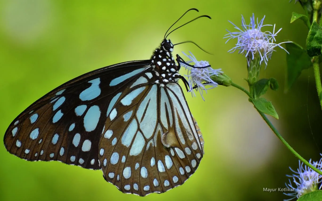 Butterflies of Nagpur by Mayur Kotlikar screenshot 4