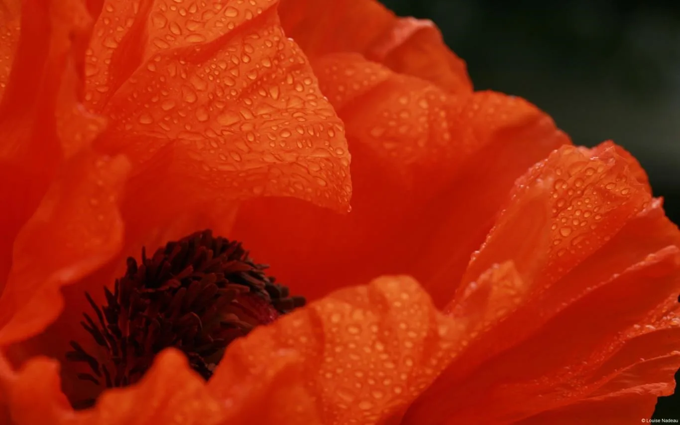 Community Showcase Flora screenshot 2