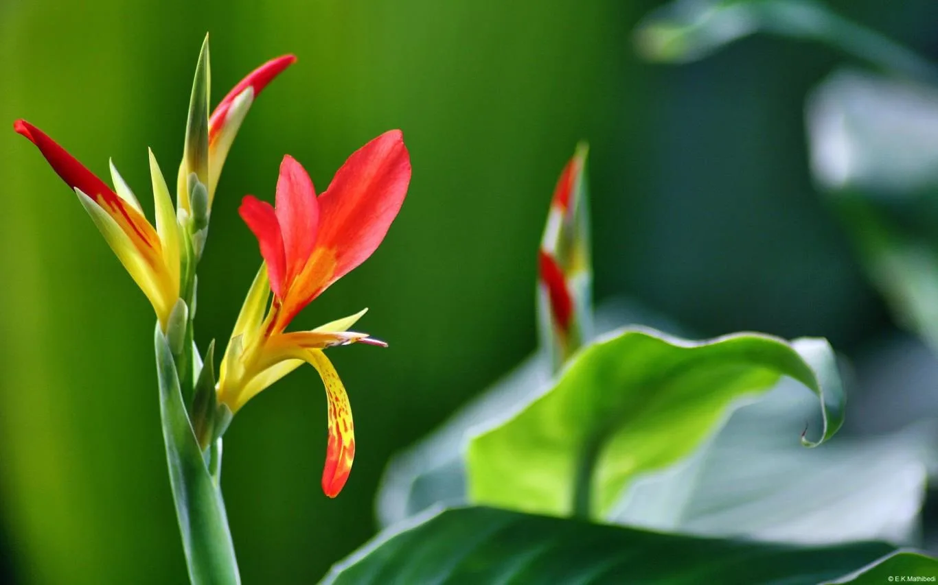 Community Showcase Flora screenshot 3