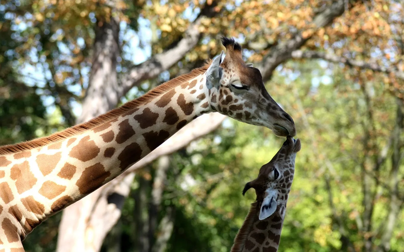Animal Mothers screenshot 1