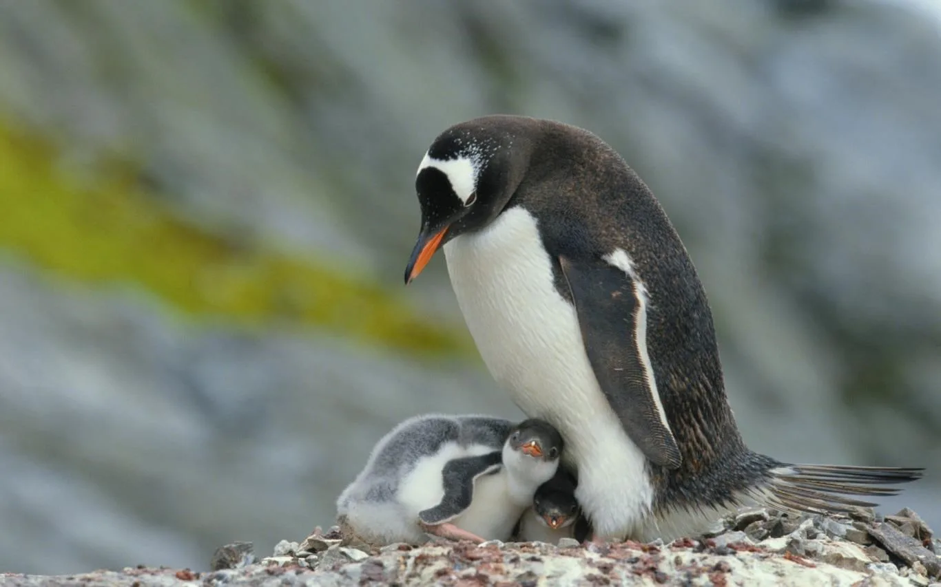 Animal Mothers screenshot 2