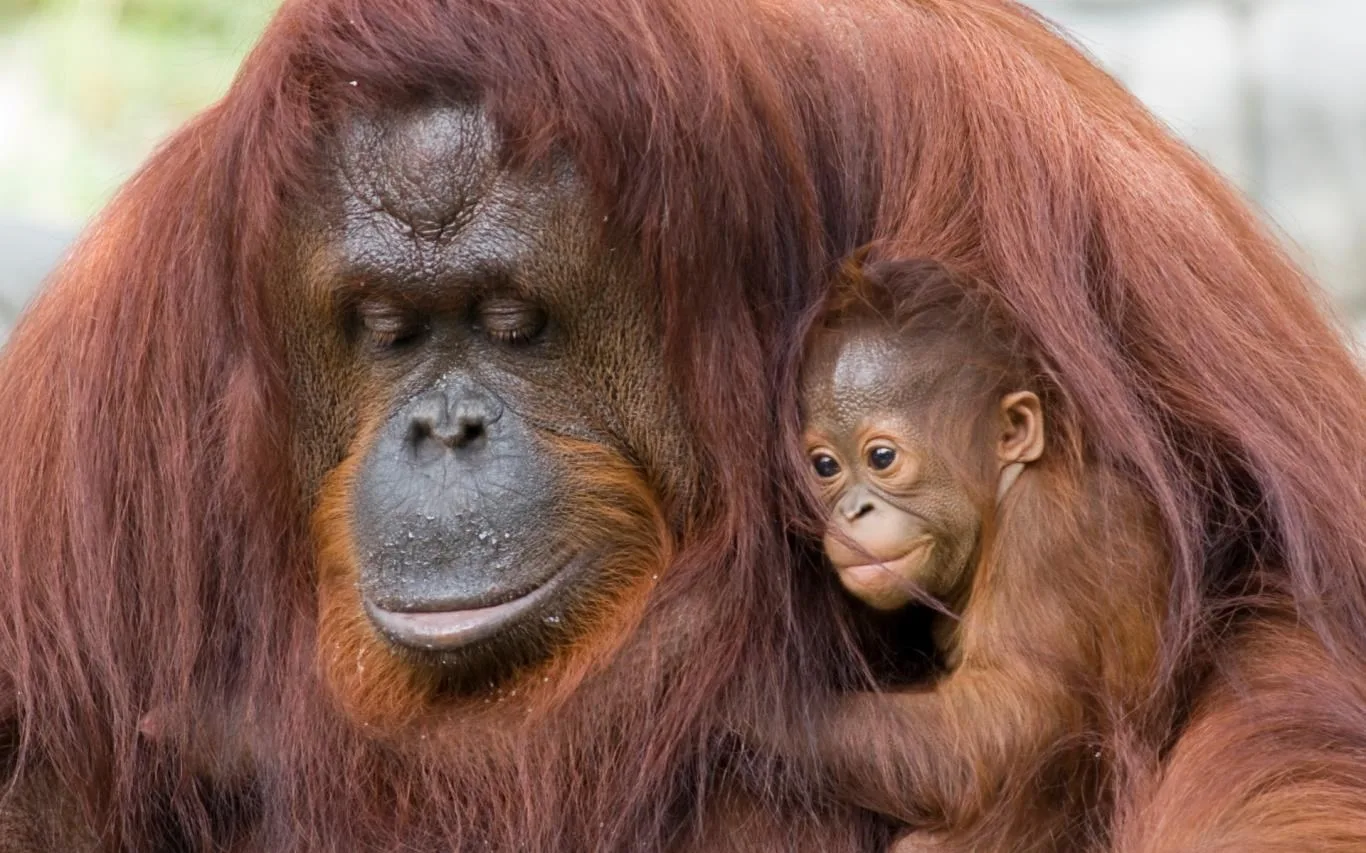 Animal Mothers screenshot 3