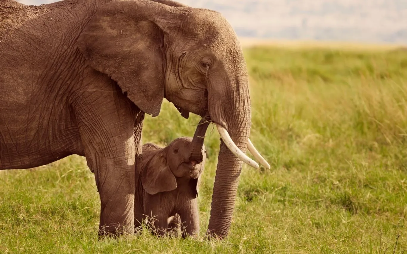 Animal Mothers screenshot 4