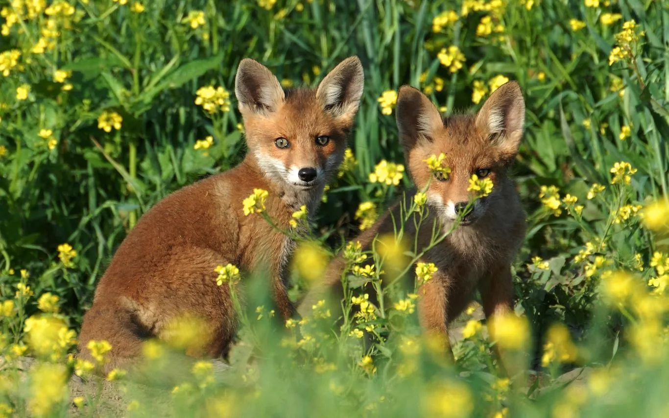 Baby Animals screenshot 1