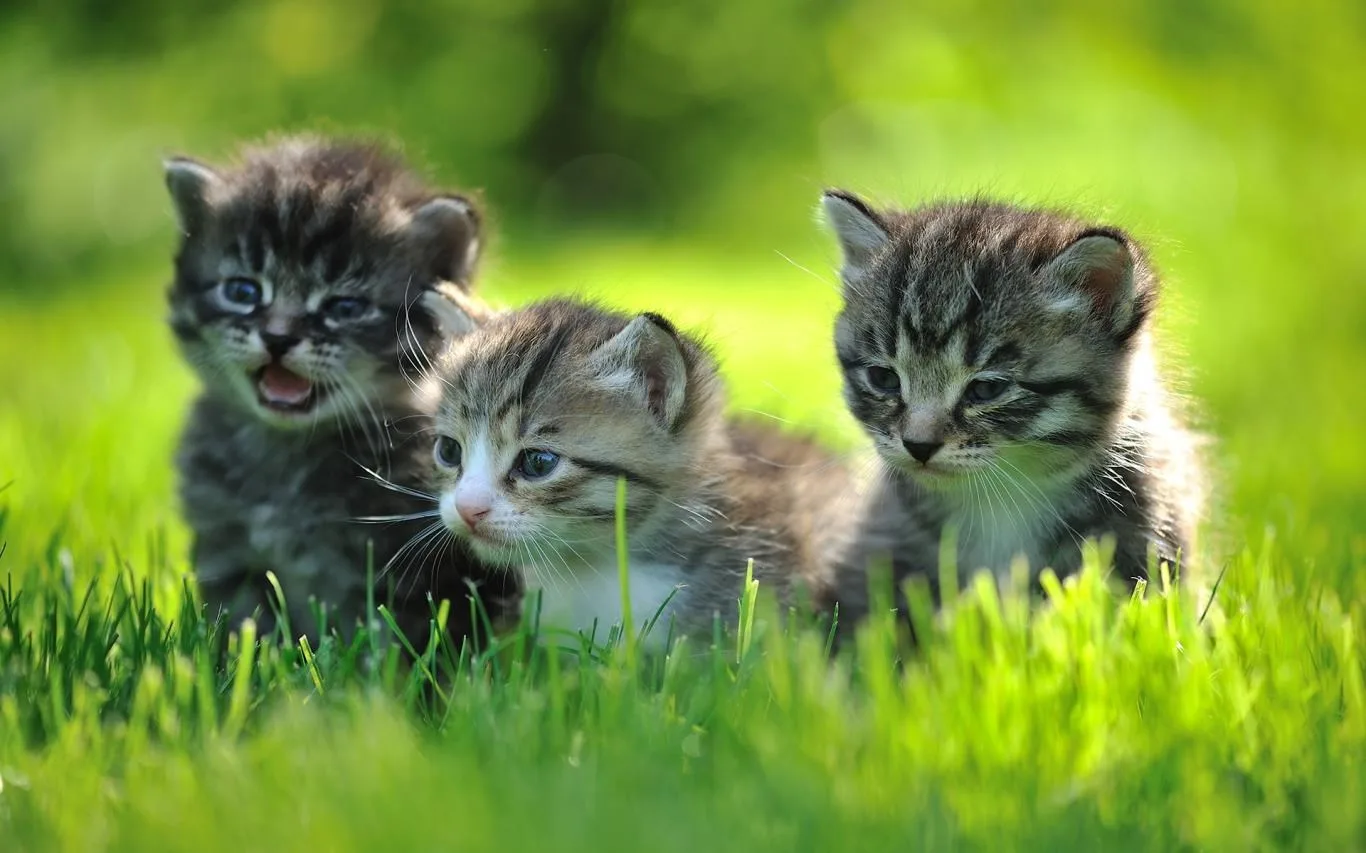 Baby Animals screenshot 4