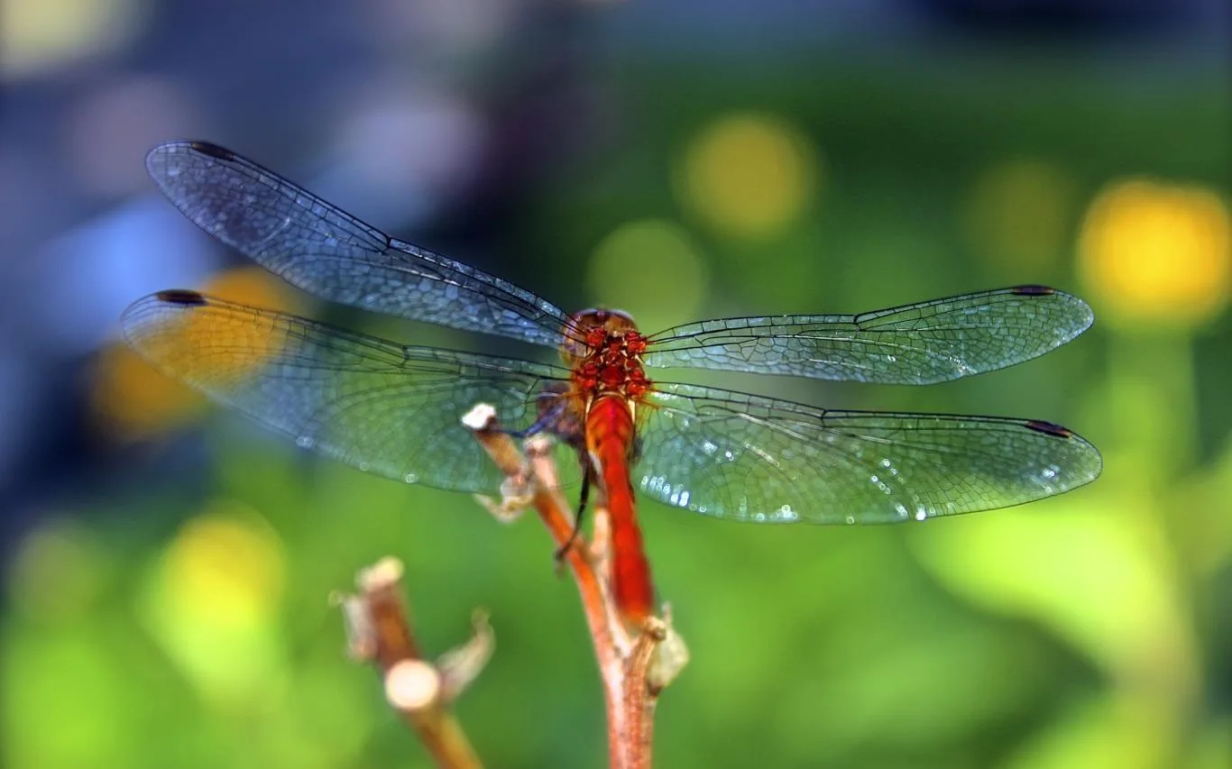 Creatures Up Close by Grace Eggleston screenshot 3