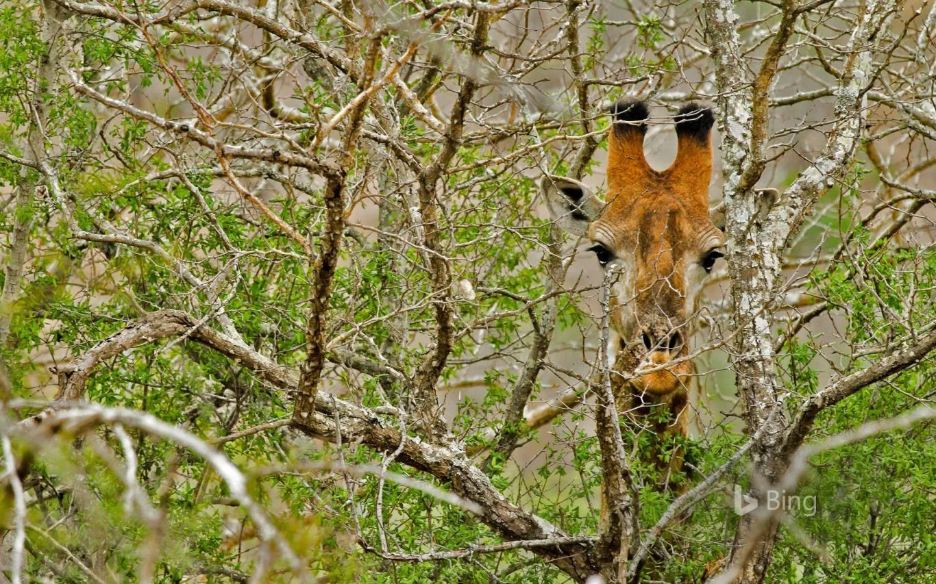 Bing in Africa screenshot 1