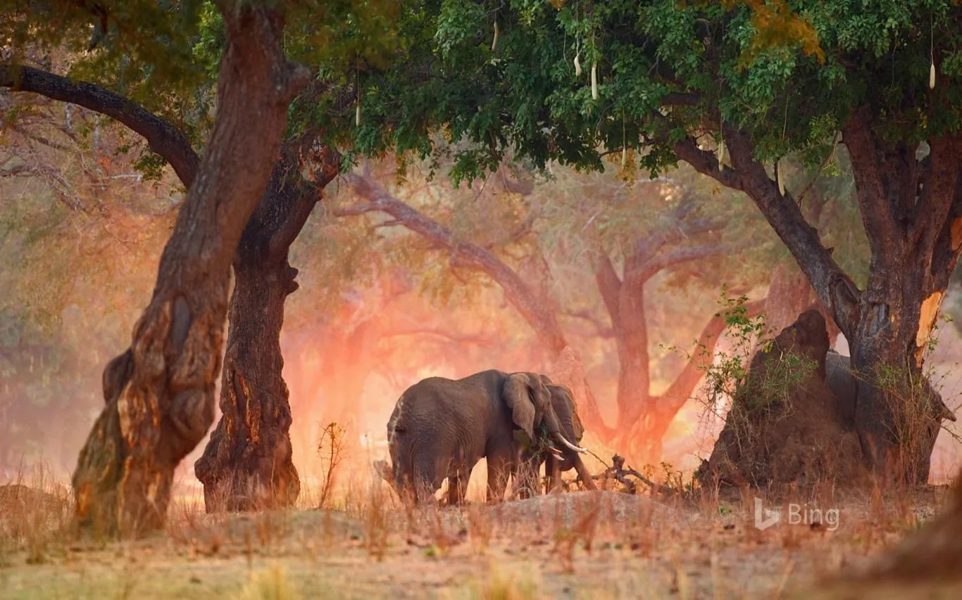 Bing in Africa screenshot 3