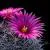 Cactus Flowers