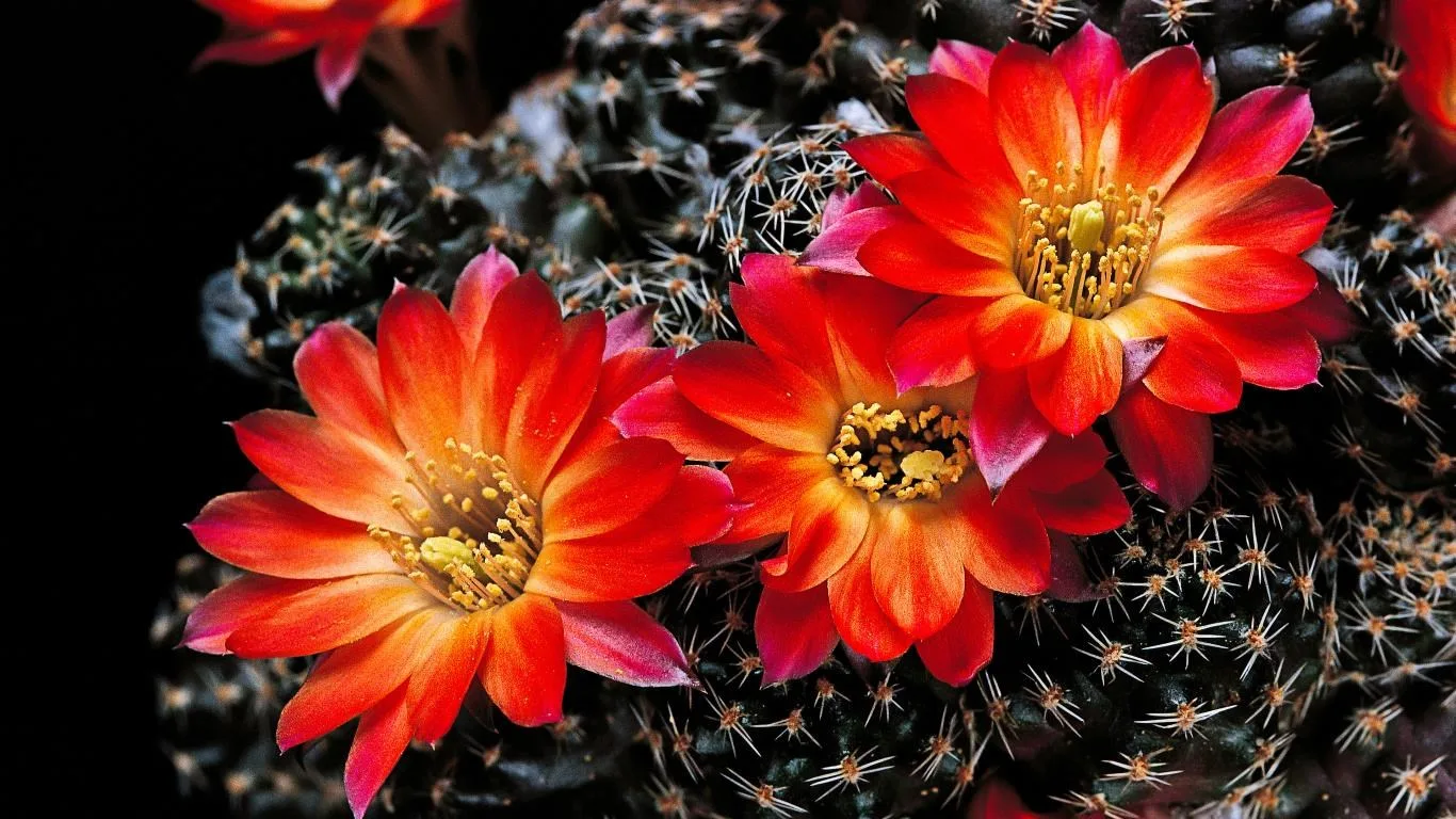 Cactus Flowers screenshot 1