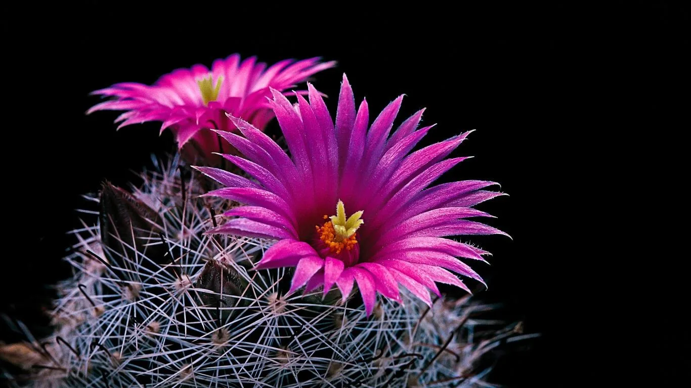 Cactus Flowers screenshot 2