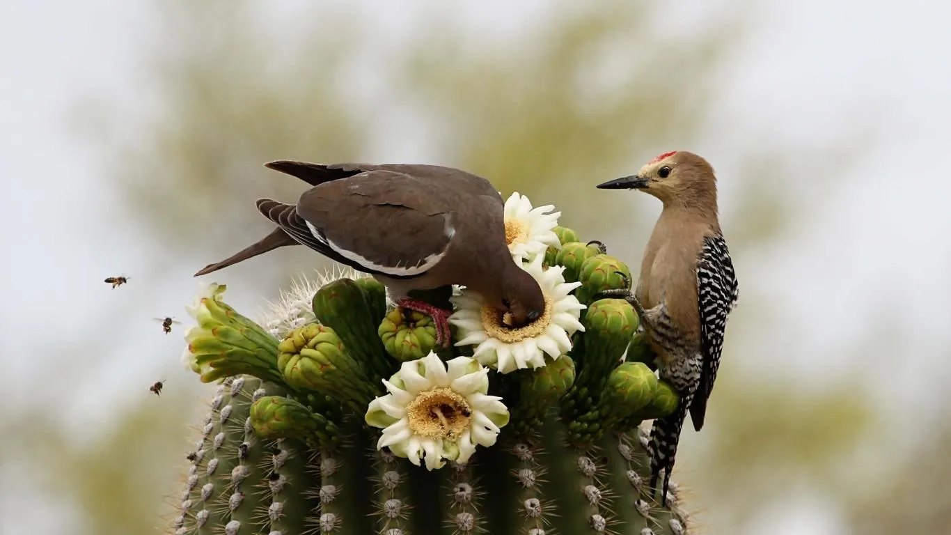 Cactus Flowers screenshot 3