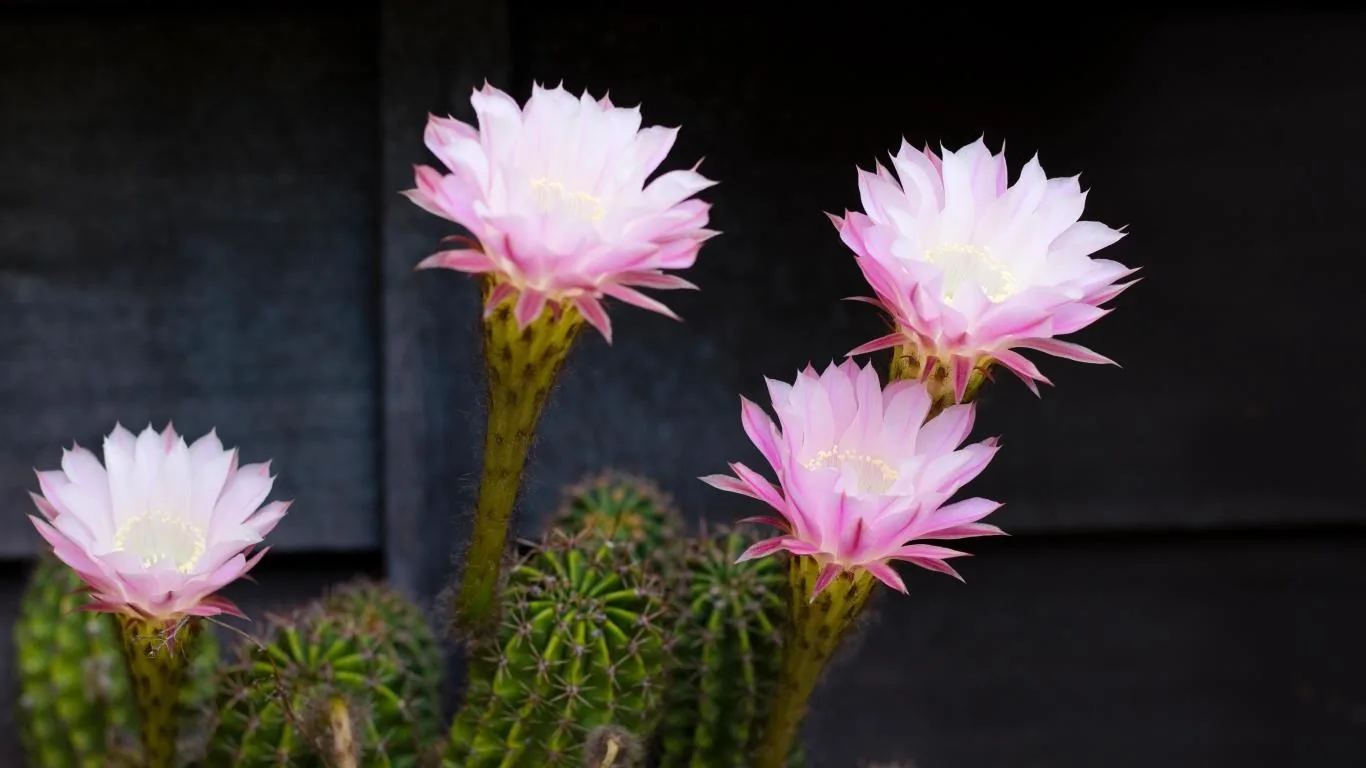 Cactus Flowers screenshot 4