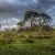 Aucklands One Tree Hill by Ian Rushton