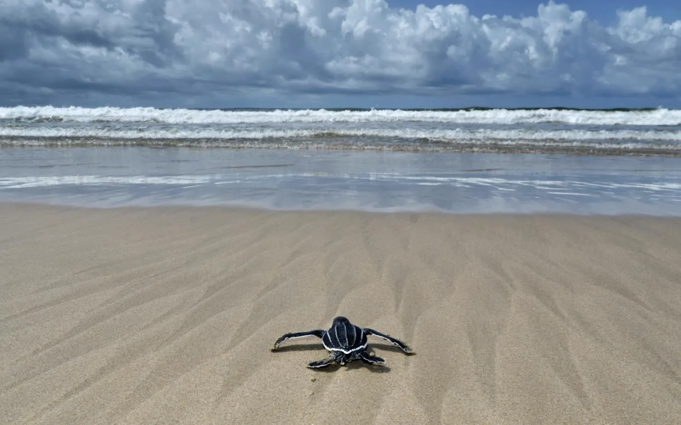 Turtles and Tortoises screenshot 1