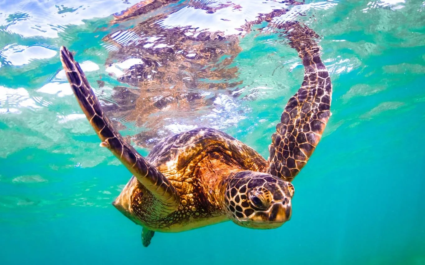 Turtles and Tortoises screenshot 2