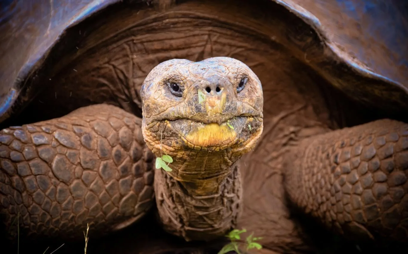 Turtles and Tortoises screenshot 3