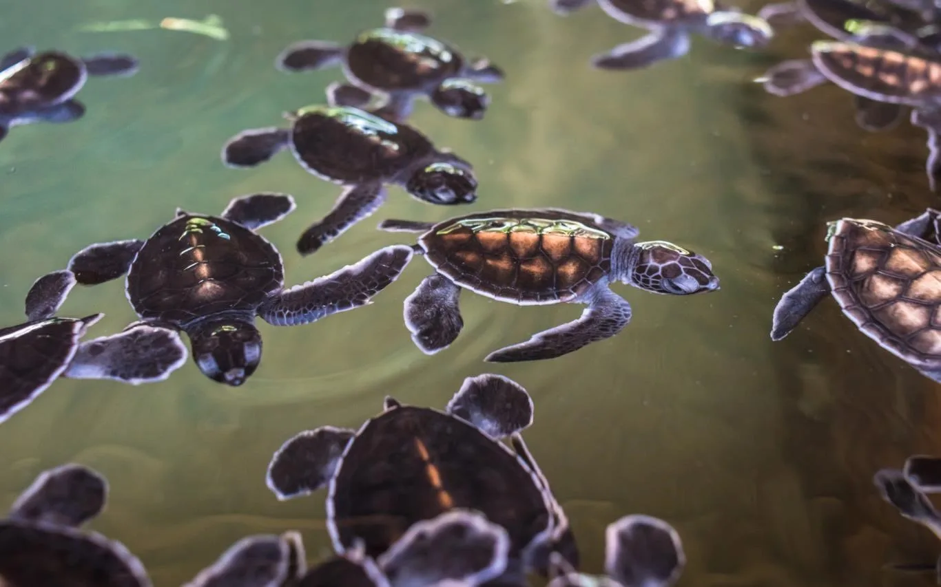 Turtles and Tortoises screenshot 4
