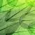 Leafy Structures