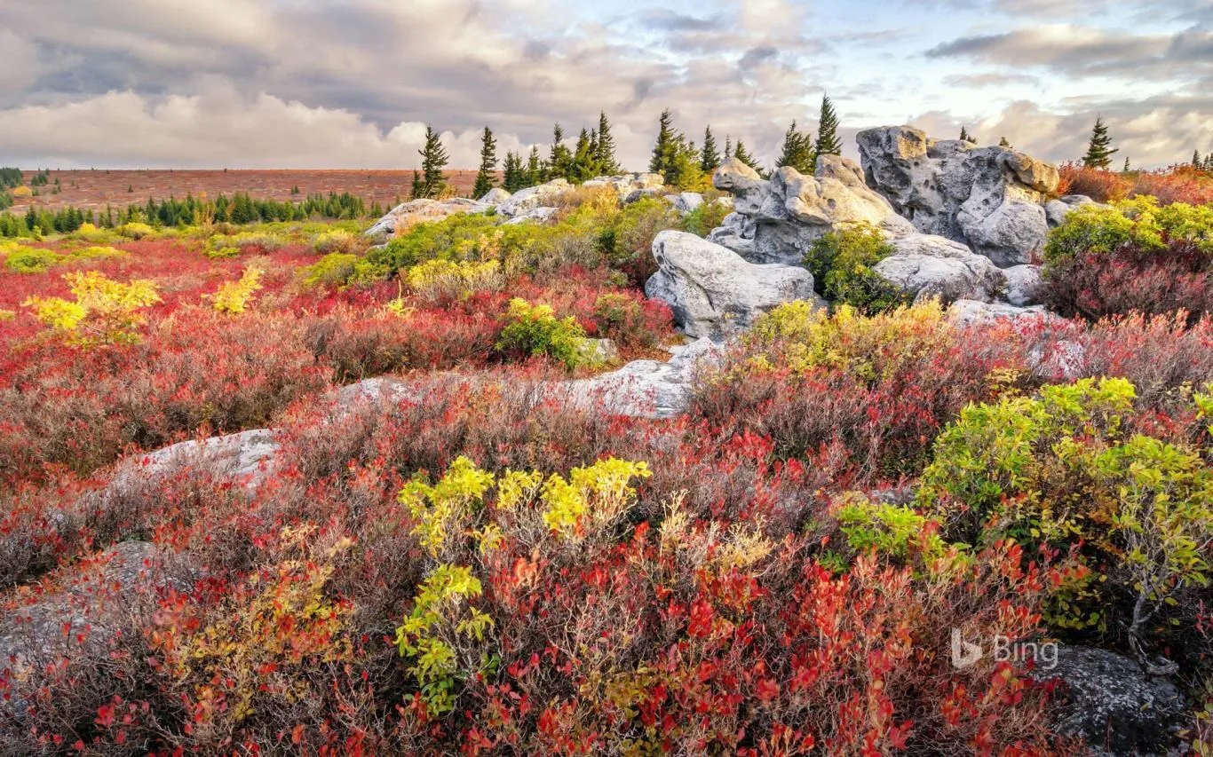 Bing Fall Colors screenshot 1