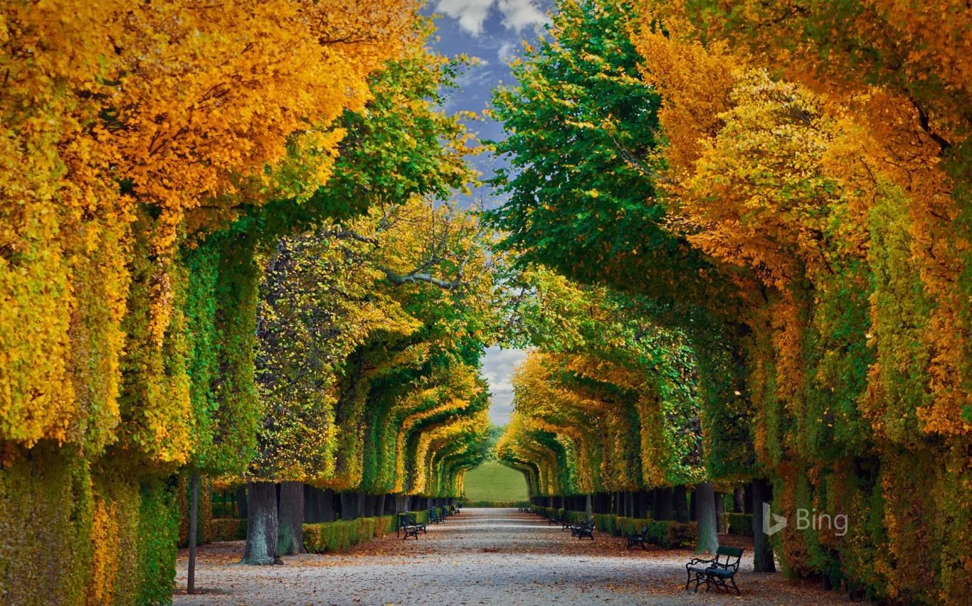 Bing Fall Colors screenshot 2