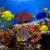 Fish and Corals